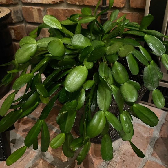 🌱Easter Cactus Plant Cutting - Picture 3 of 5